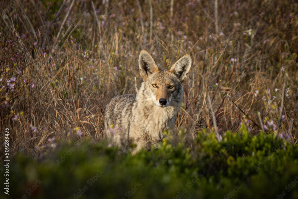Obraz premium California Coyote