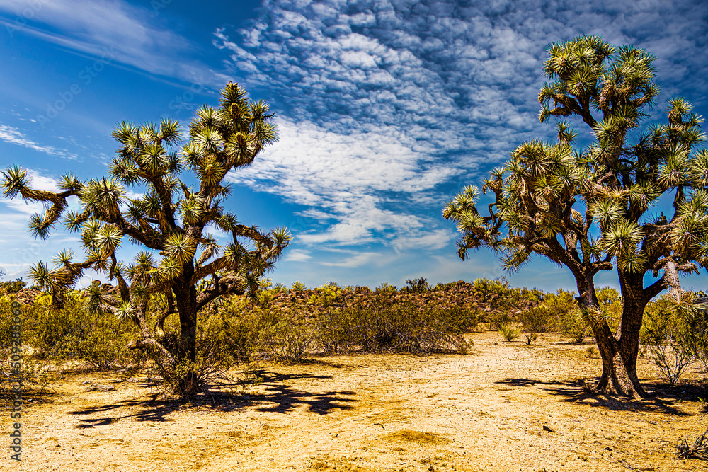 Fototapeta premium Joshua trees in the Arizona desert