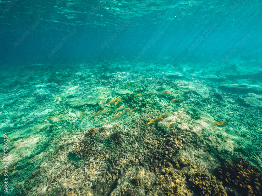 Underwater at the beach on the island