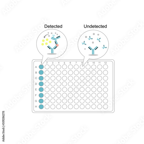 The result interpretation of protein detection with sandwich ELISA technique: Detected or Undetected