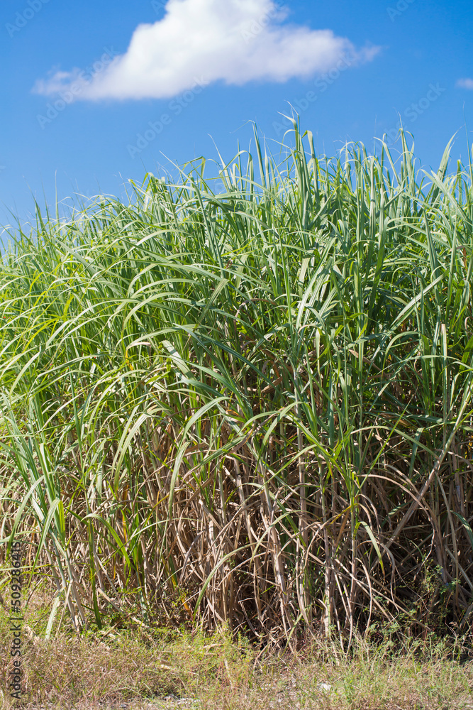 Obraz premium Sugar Cane Plants growing in a South Louisiana Field