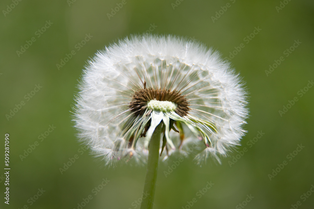 White dandelions on a blurred green background. White dandelions on a blurred green background.