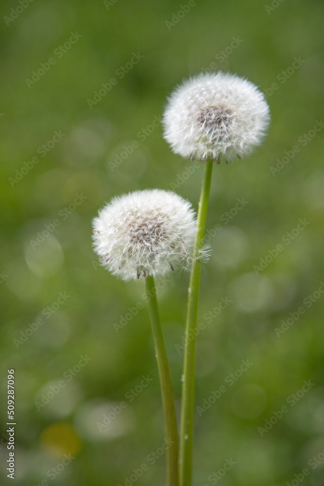 White dandelions on a blurred green background. White dandelions on a blurred green background.