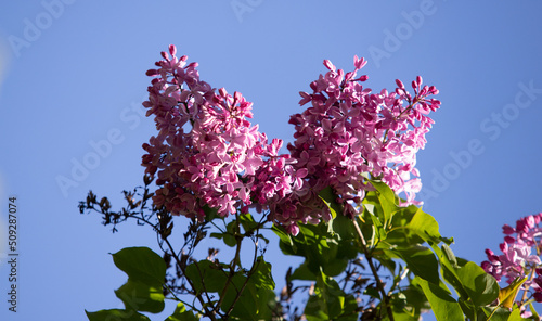 Lilac flowers nature spring background