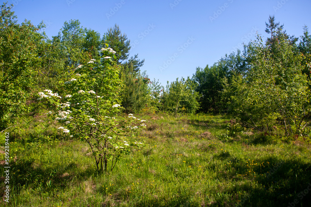 forest in the mountains