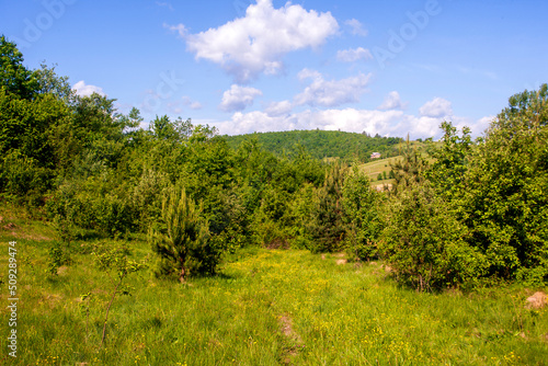 Fototapeta Naklejka Na Ścianę i Meble -  landscape with trees and sky