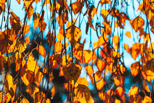 muchas hojas de otoño colgando de sus ramas colgantes de un árbol con cielo de fondo 