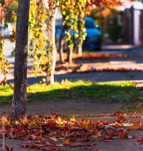 Wallpaper Mural hojas de otoño en la base de un árbol en la acera Torontodigital.ca