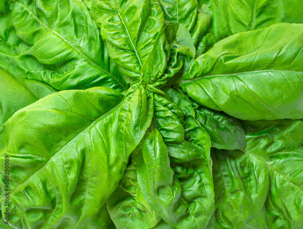 Fototapeta premium Basil leaf textured background. Basil leaves basic ingredient for pesto sauce. Wallpaper.