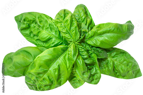 Basil leaf isolated on white background. Basil leaves for pesto sauce..