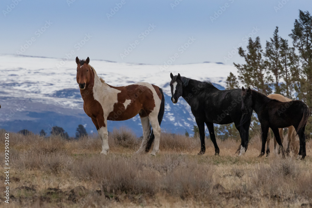 small group of wild horses in Oregon small group of wild horses in Oregon