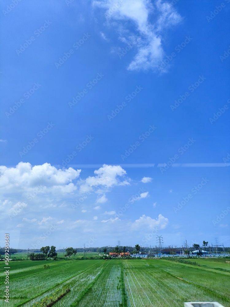Naklejka premium field and blue sky