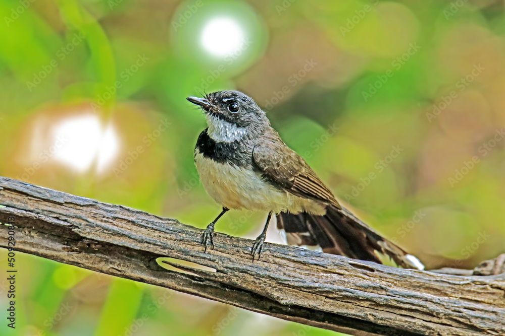 Naklejka premium The Fantail Flycatchers on a branch in Thailand