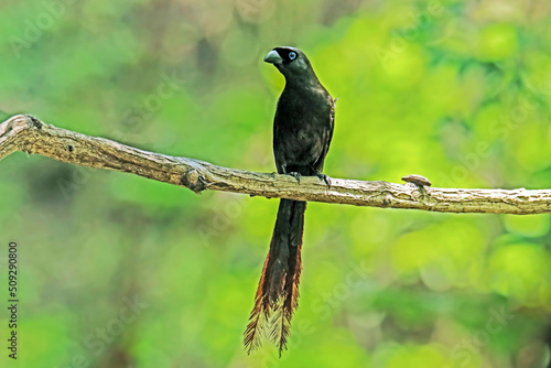 The Racket-tailed Treepie on a branch in Thailand