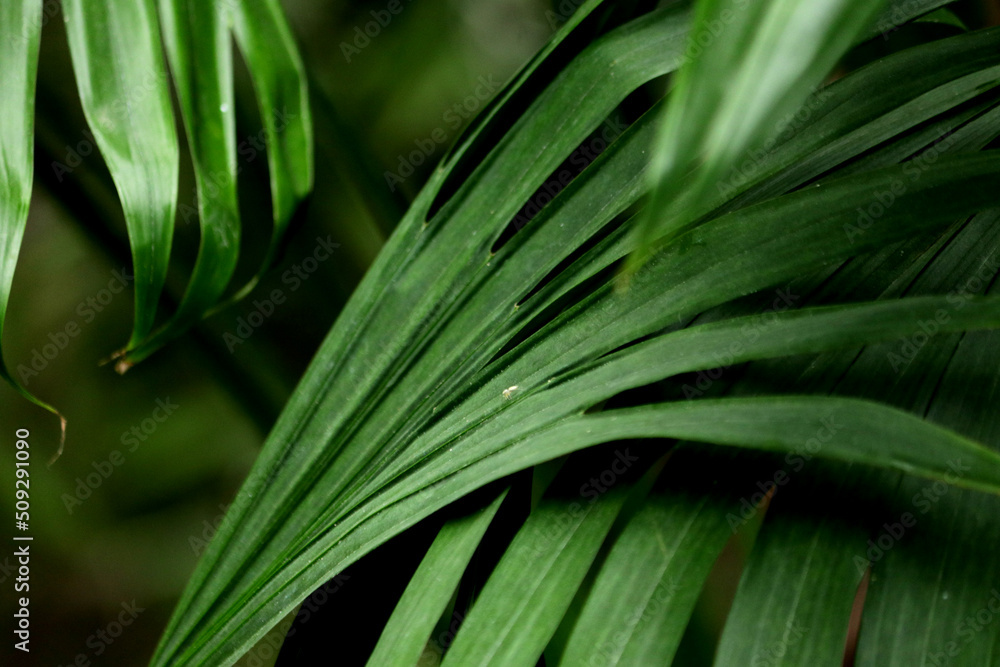 Detail of green palm leaf Detail of green palm leaf