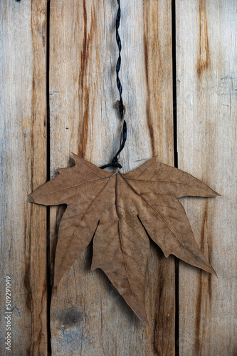 A brown tree leaf against a wooden background. Autumn maple leaf hanging vertically on twine. Old cracked boards.