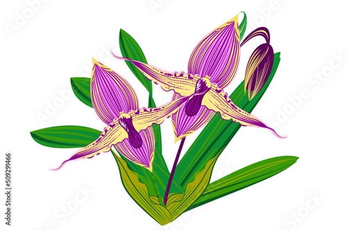 "Vector, graphic, illustration of vintage floral pattern. Line art of a bunch of orchid flower with blooming flowers, buds and leaves.