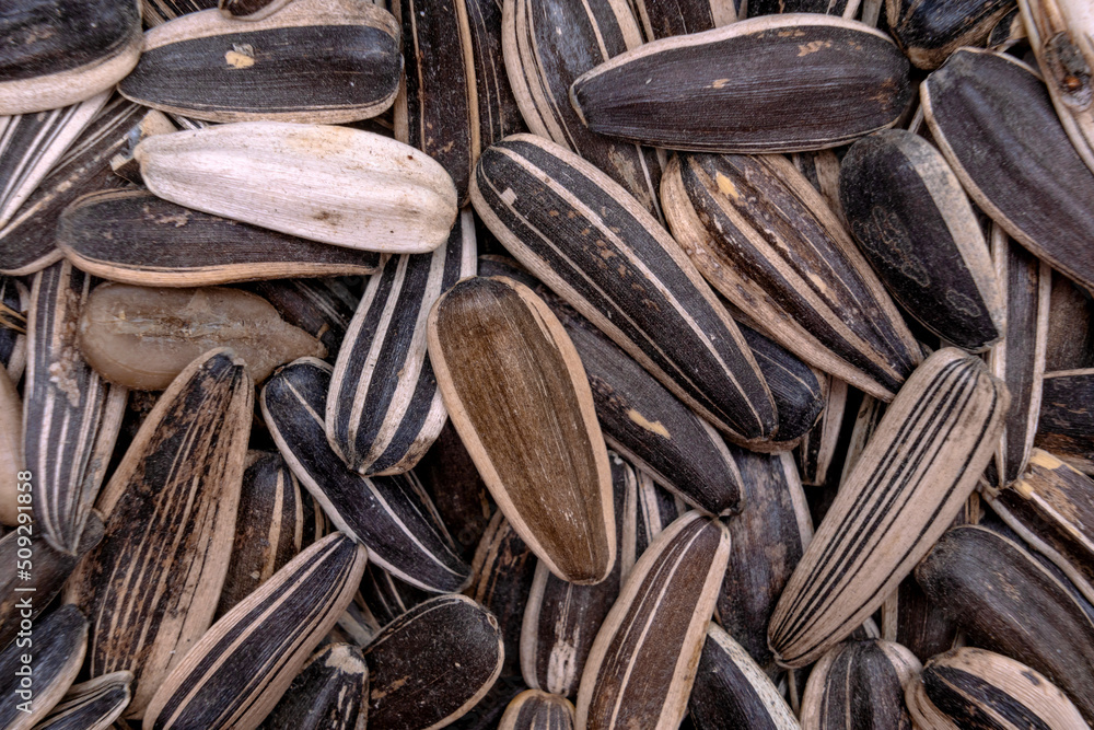 Dry raw sunflower seeds of gray color close-up, top view