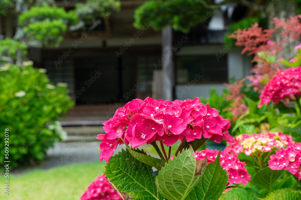 Obraz premium 紫陽花