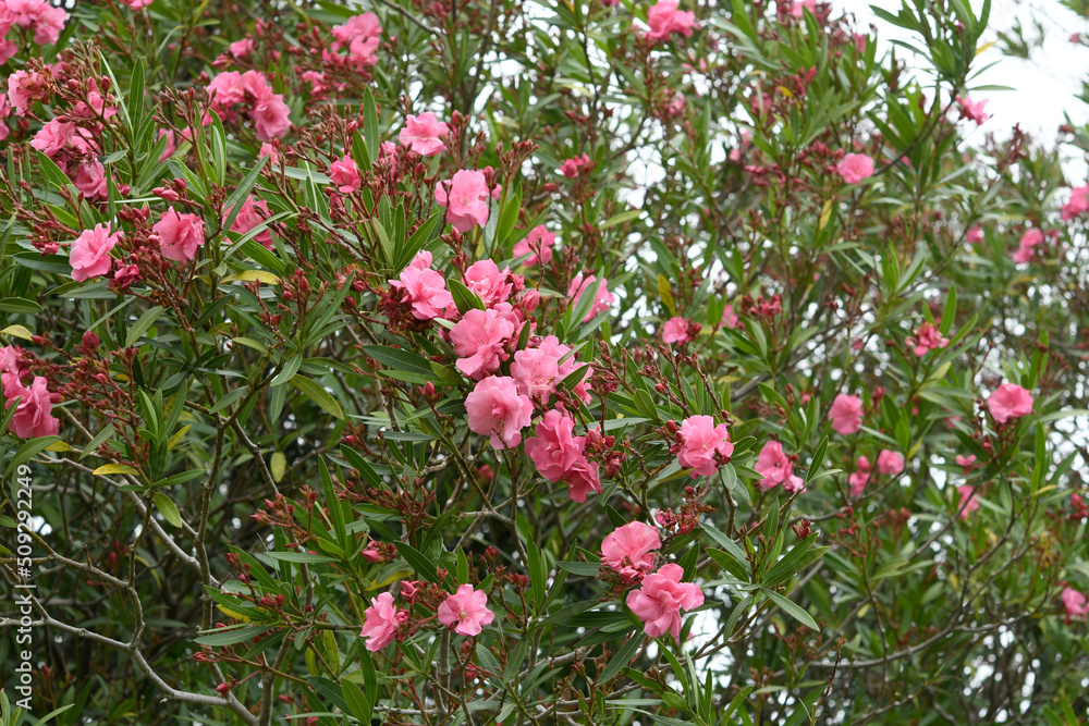 ピンク色の花　キョウチクトウ　大木