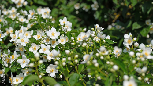 Blühender Europäischer Pfeifenstrauch, Philadelphus coronarius