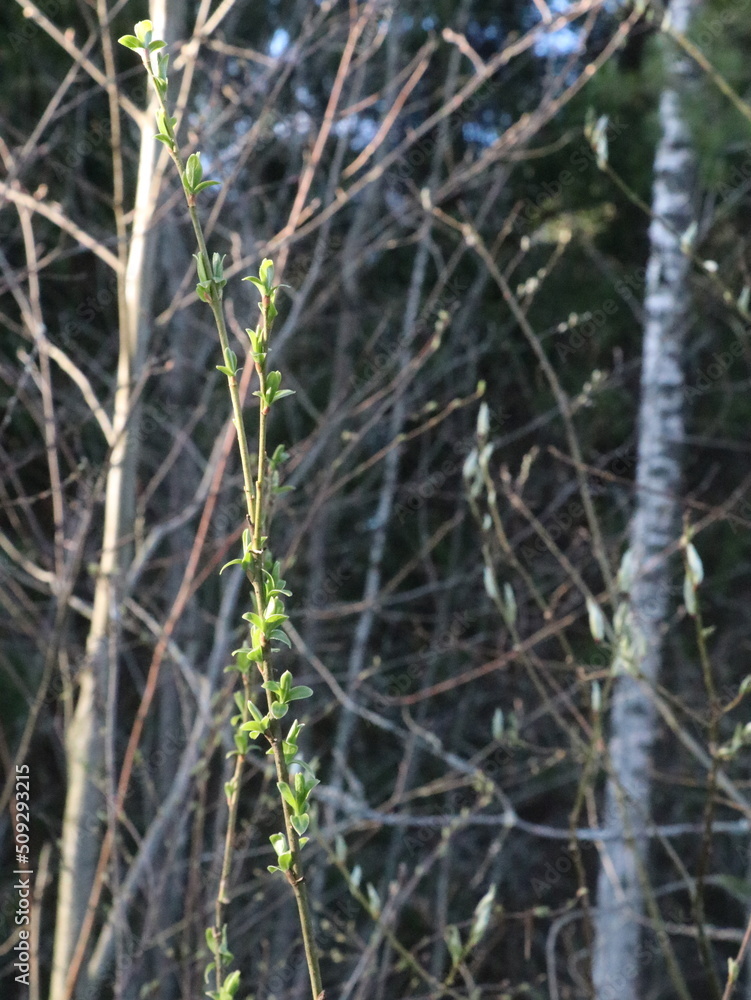 Branch with bumpy buds on a blurred background Branch with bumpy buds on a blurred background