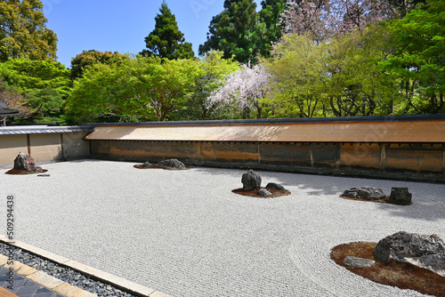 春の京都市の世界遺産龍安寺の石庭