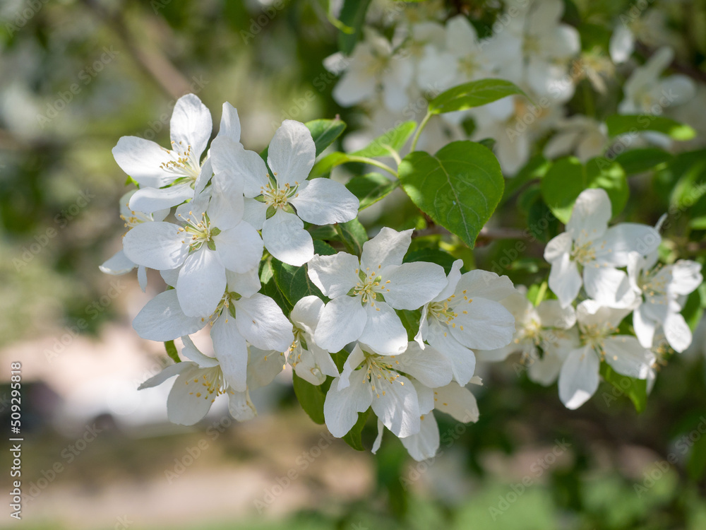 Blooming ranetka. White small flowers on a branch. Summer sunny day. Close-up Blooming ranetka. White small flowers on a branch. Summer sunny day. Close-up