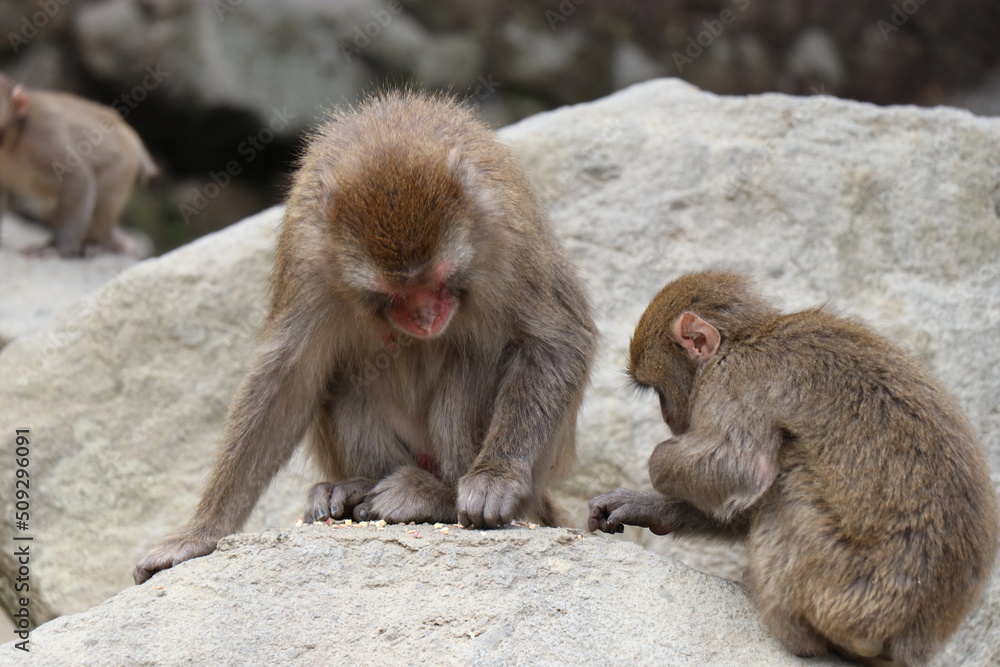 さるの群れ、高崎山自然動物園、大分県