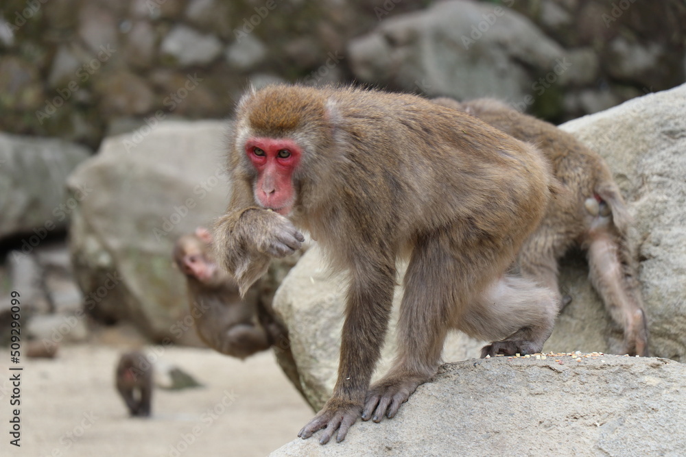 Fototapeta premium さるの群れ、高崎山自然動物園、大分県
