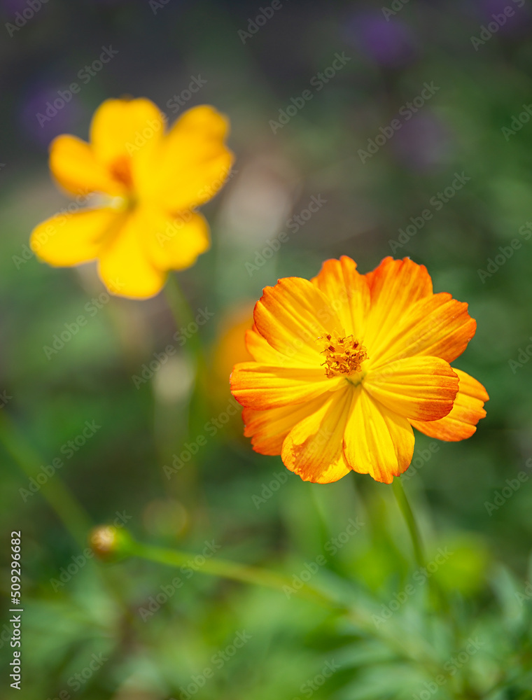 Beautiful Yellow Cosmos (Cosmos sulphureus) flowers blooming in the summer garden. Beautiful Yellow Cosmos (Cosmos sulphureus) flowers blooming in the summer garden.
