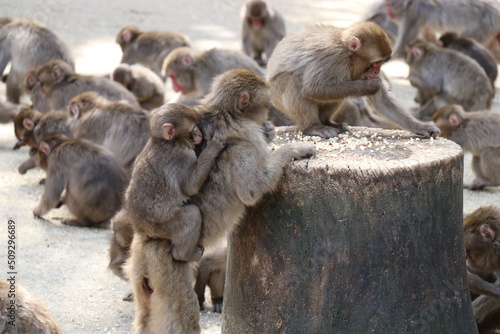 さるの群れ、高崎山自然動物園、大分県 photo