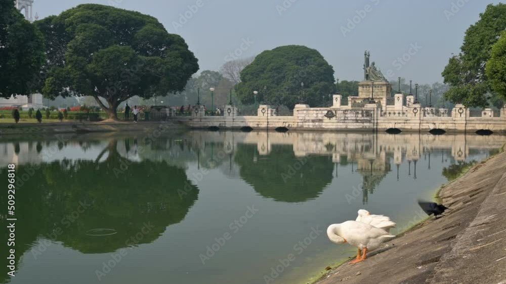 White Swan birds, Anatidae family Cygnus genus, cleaning themselves at the lake of Victoria Memorial, in Central Kolkata,West Bengal, India. Crow joins them and then fly off after drinking pond water. White Swan birds, Anatidae family Cygnus genus, cleaning themselves at the lake of Victoria Memorial, in Central Kolkata,West Bengal, India. Crow joins them and then fly off after drinking pond water.