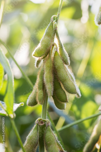 Soybeans in a Louisiana Field