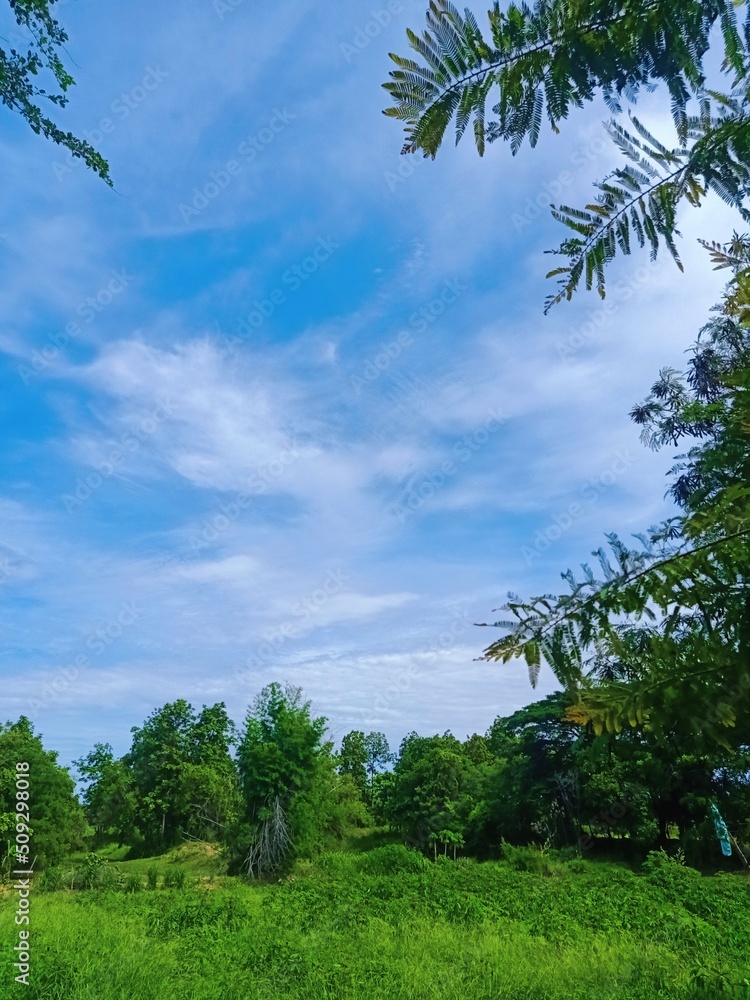 Obraz premium trees and sky
