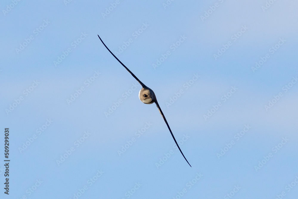 Ein fliegender Alpensegler frontal vor leicht bewölktem Himmel freigestellt Ein fliegender Alpensegler frontal vor leicht bewölktem Himmel freigestellt