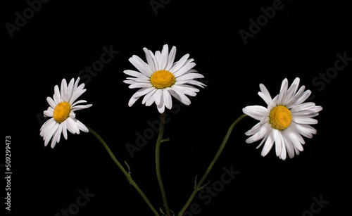 Bouquet of daisies on a black background.