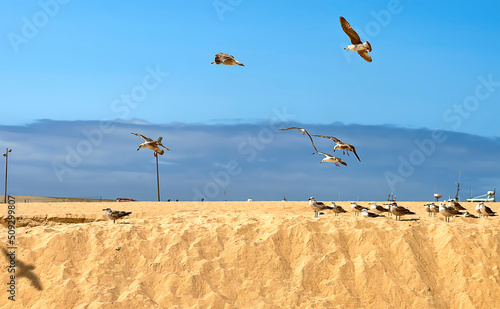 Fotografering Seagull colony on the sand of the beach