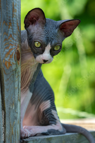 Bald kitten-Sphinx sits high on wooden boards on outdoor playground boarding kennel on summer day and looks down, watching what is happening. Focus on foreground. Natural blurred green background.