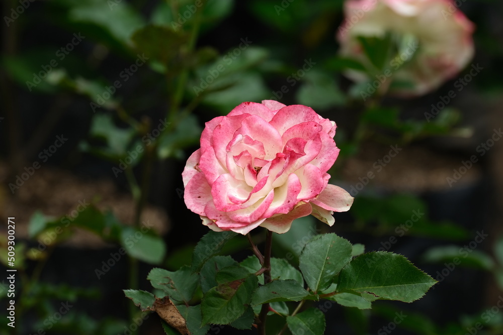 A variety of flowers in macro view. A variety of flowers in macro view.