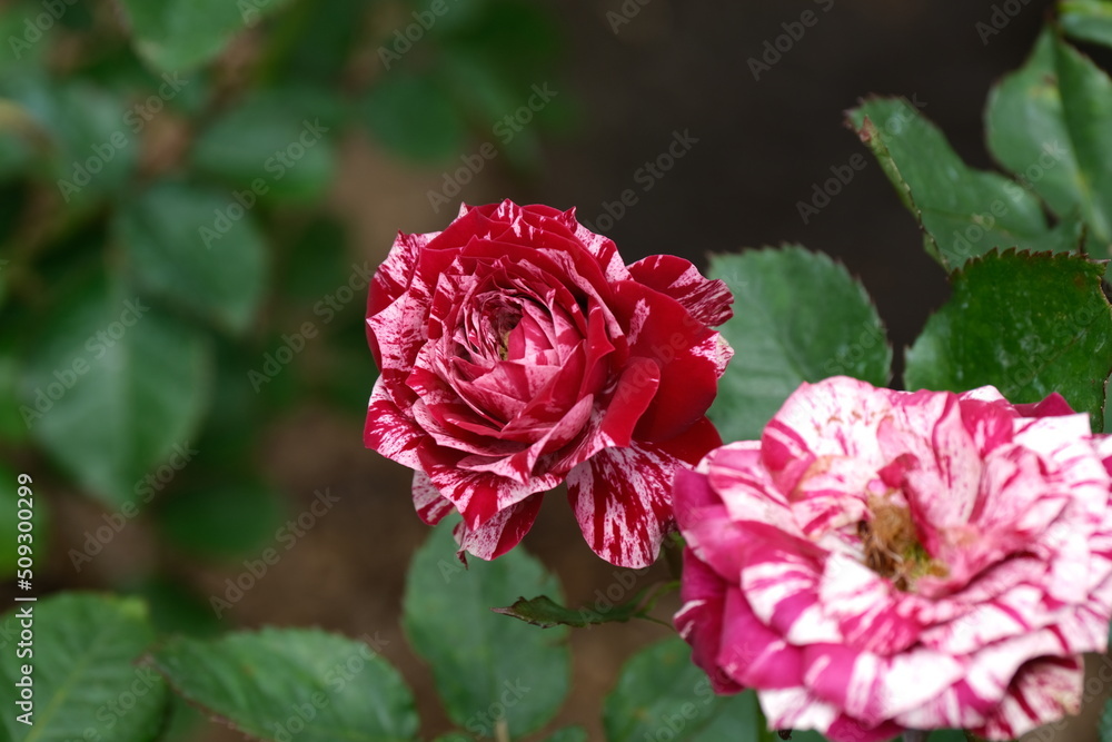 A variety of flowers in macro view. A variety of flowers in macro view.