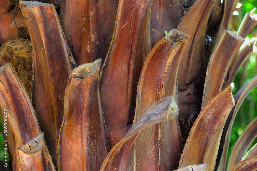 Beautiful brown trunk of a large palm tree close-up.