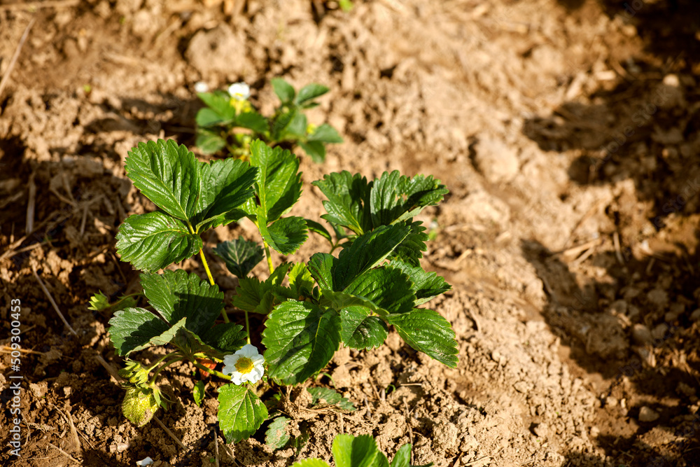 green strawberries on a warm farm day. Harvesting.. green strawberries on a warm farm day. Harvesting..