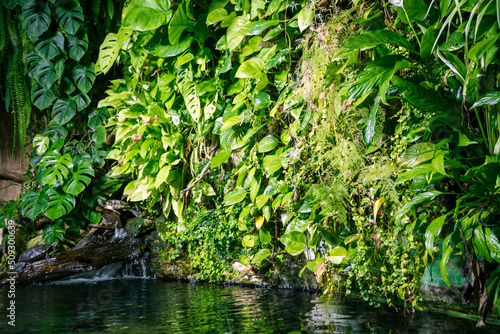 tropical pond and turtle in a rainforest mangrove