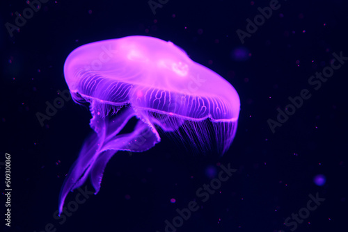 Floating jelly fish illuminated in purple colour