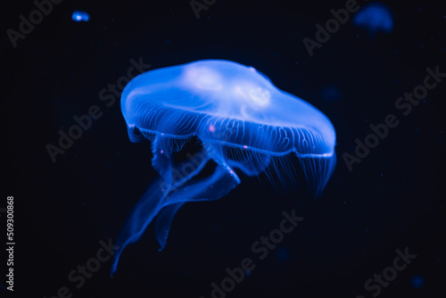 Floating jelly fish illuminated in blue colour