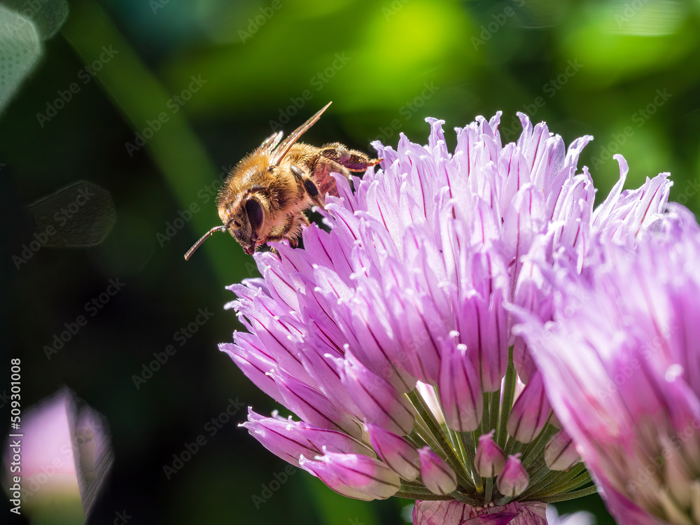 Busy Honey Bee sit on chives blossom with a violet color Busy Honey Bee sit on chives blossom with a violet color