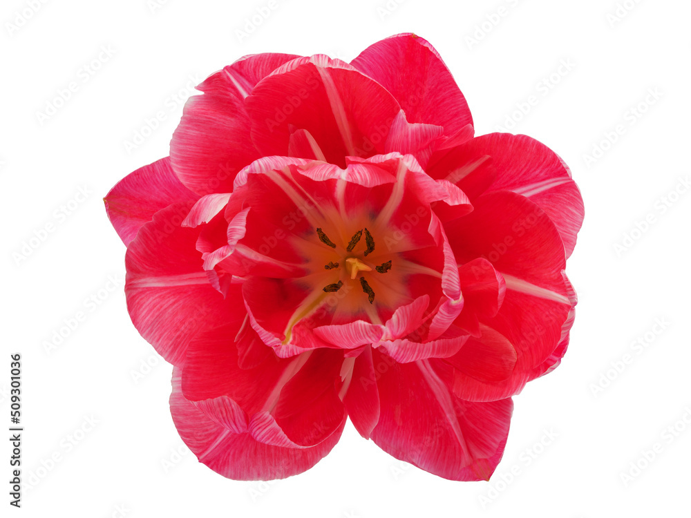 pink flowering tulips with leaves isolated on a white background pink flowering tulips with leaves isolated on a white background