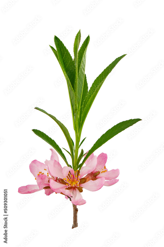 almond branch with pink flowers and leaves on a green lawn background almond branch with pink flowers and leaves on a green lawn background