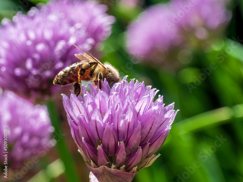 Busy Honey Bee sit on chives blossom with a violet color © Wolfgang Hauke